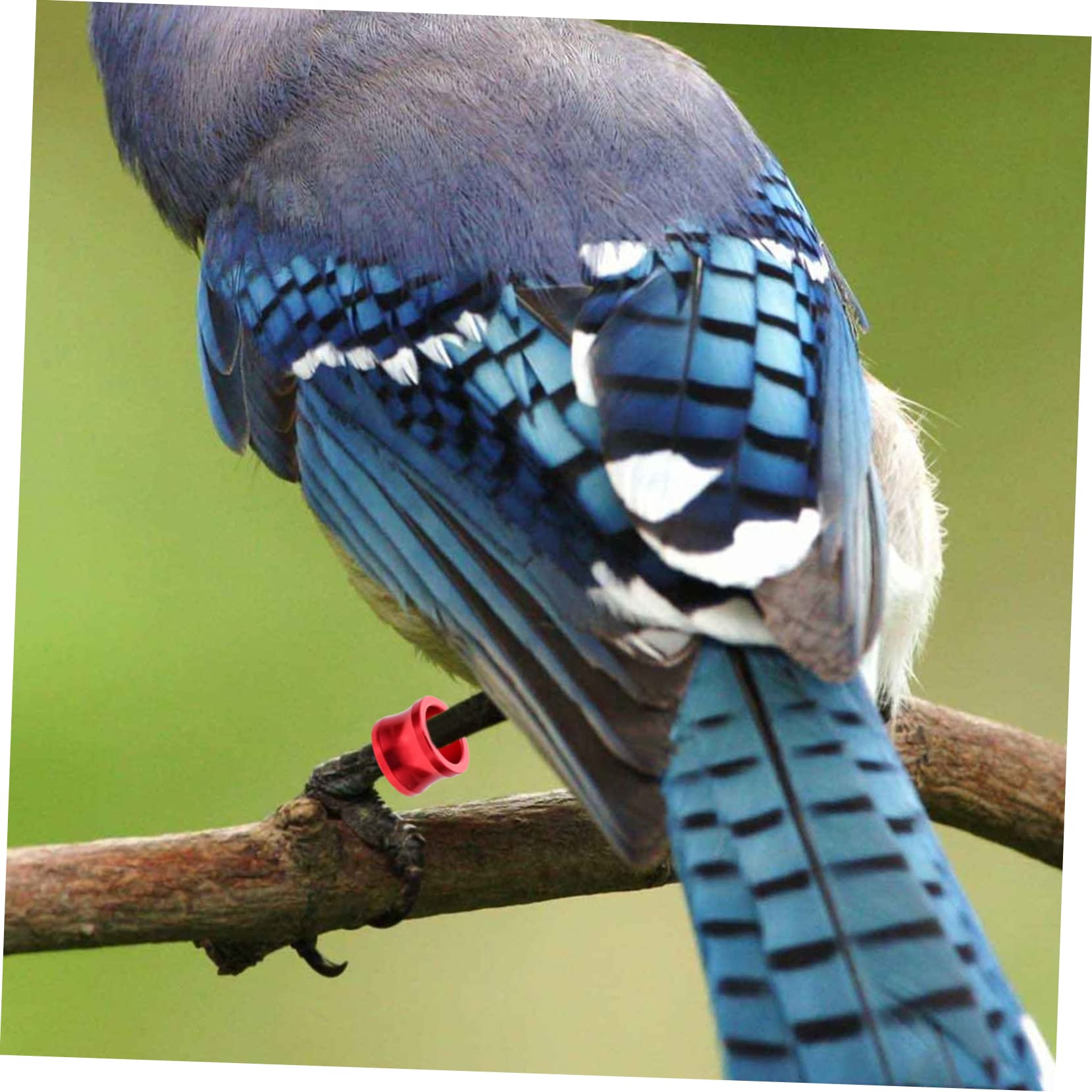 Sosoport 100piezas Anillas De Identificación para Coloridas Anillos De para Aves De Distinción para De y Aves