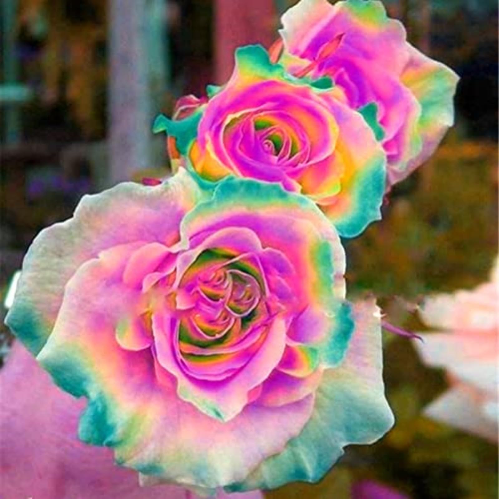 Unique Rose Bulbs for Planting Now UK Perennial Ornamental Greening Flower Display Natural Organic Excellent Good for Containers Cold-Resistant Rapid Growth Easy Planting-4bulbs-K