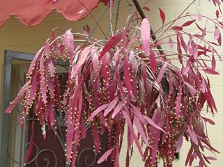 Mistletoe Cactus - Rhipsalis ramulosa Seeds