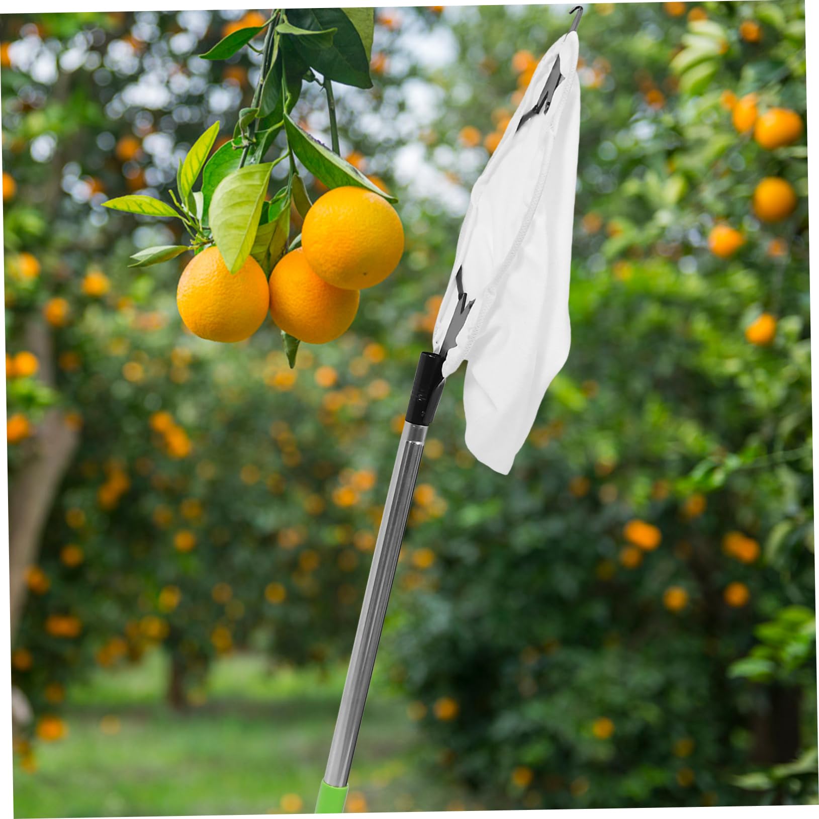 1 Set Raccoglitrice Di Frutta Aerea Gabbia Frutta Strumenti Per La Raccolta Delle Mele Raccoglitore Di Arance Palo Per La Raccolta Della Frutta Silver Acciaio Inossidabile