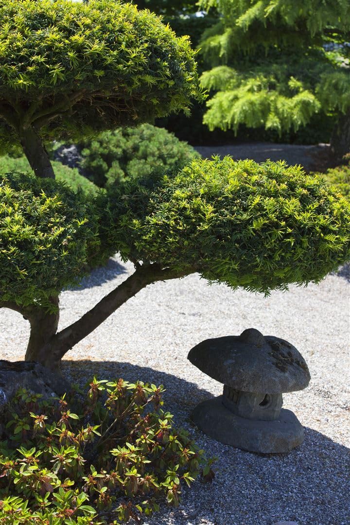 wisteria ace White Wisteria Tree – Ardent Gardeners
