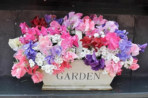 Miniatura 3 de Semillas mixtas de guisantes dulces de Bijoux enano - Aproximadamente 65 semillas..