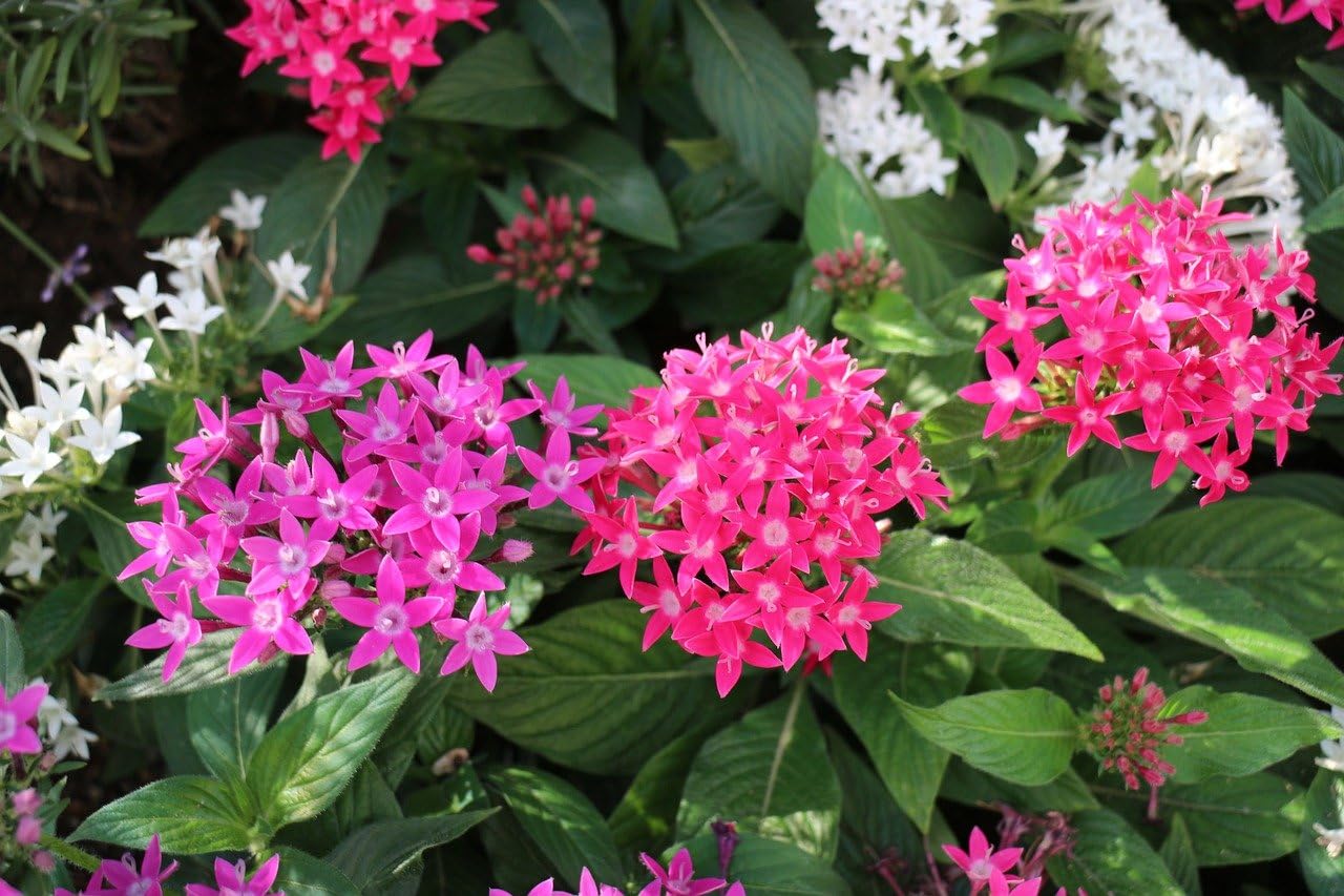 Pentas Pack 6 Plantas - Flores vivas - Planta Natural - Maceta 13 cm ø