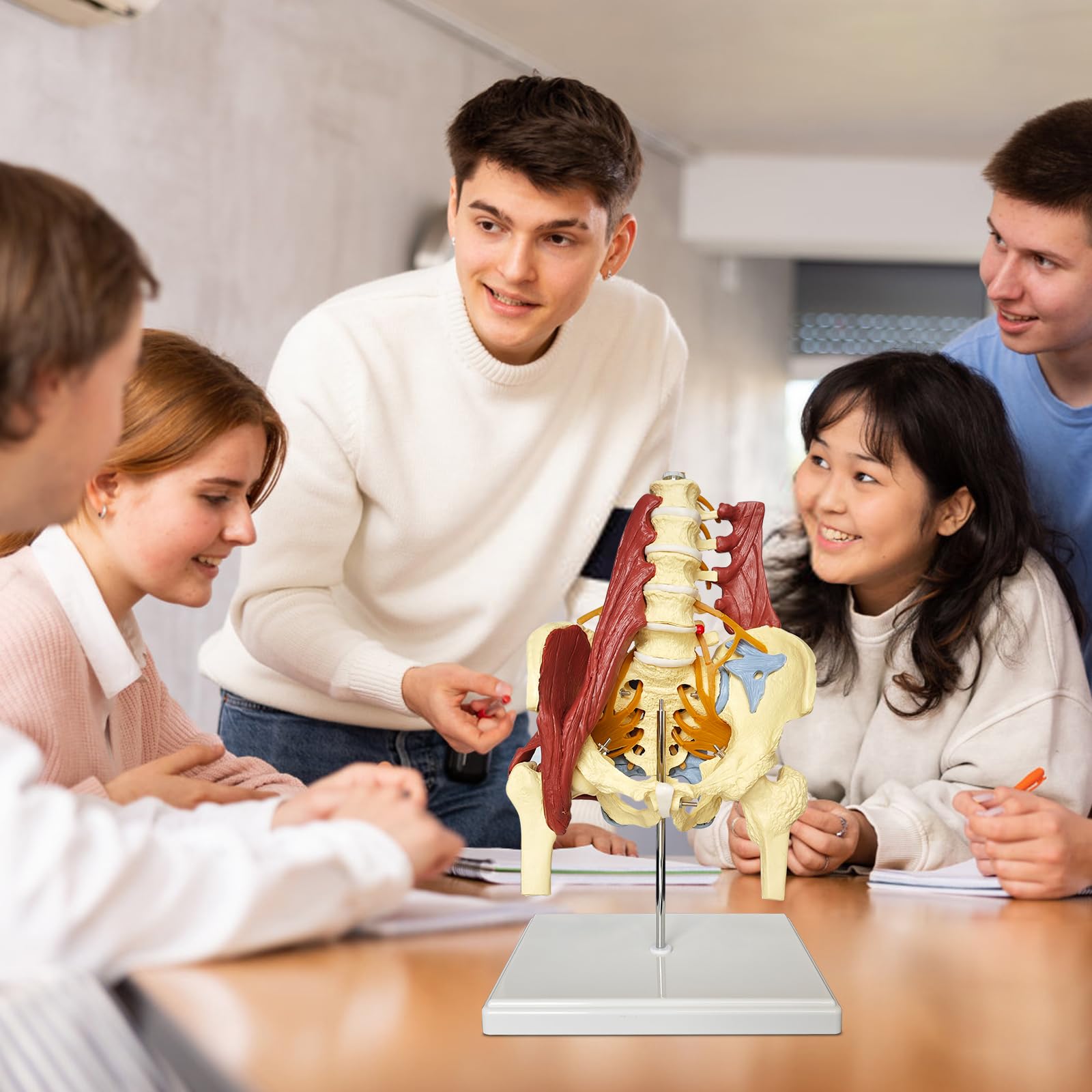 Modelo pélvico Con Columna Lumbar y Músculos Nervios, De tamaño real Modelo De Pelvis Femenina Anatomía Modelo de Anatomía para la Ciencia, Enseñanza, Médicos