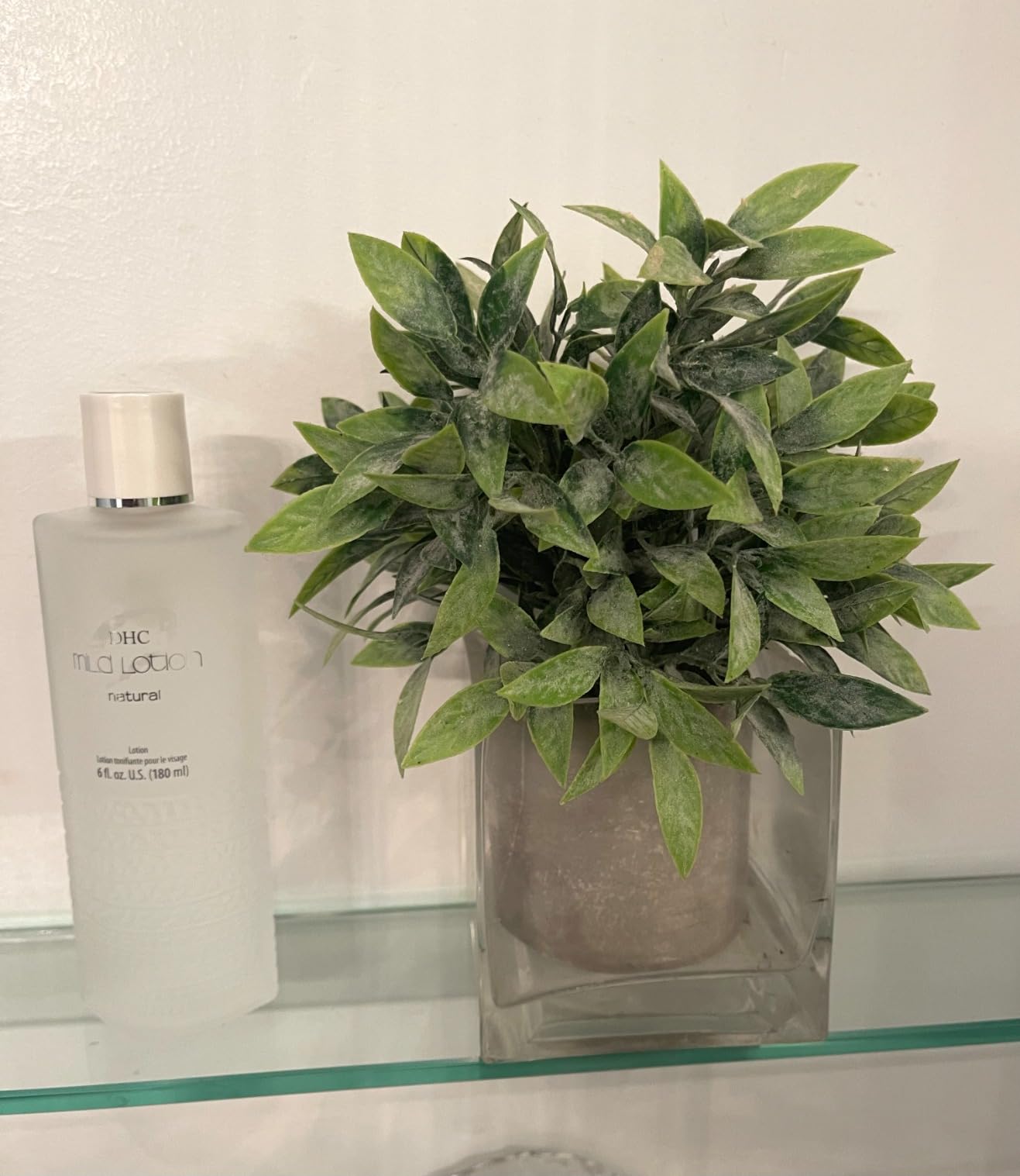 DHC Mild Lotion, Hydrating Liquid Lotion, Moisturizing, Calm and Soothe Sensitive Skin, Alcohol-Free, Fragrance and Colorant Free, Ideal for Sensitive Skin, 6 fl. oz