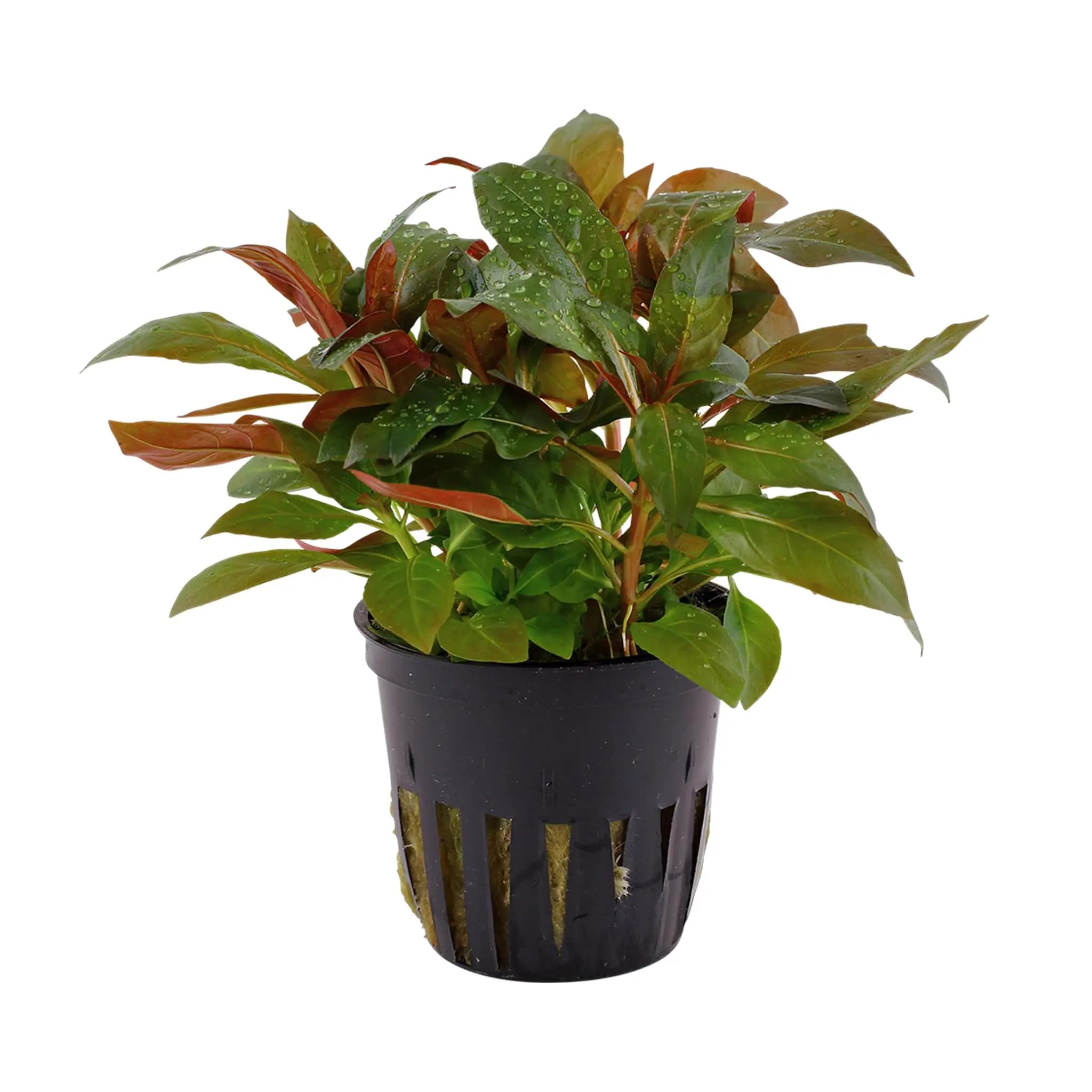 Aqua Essentials Ludwigia glandulosa