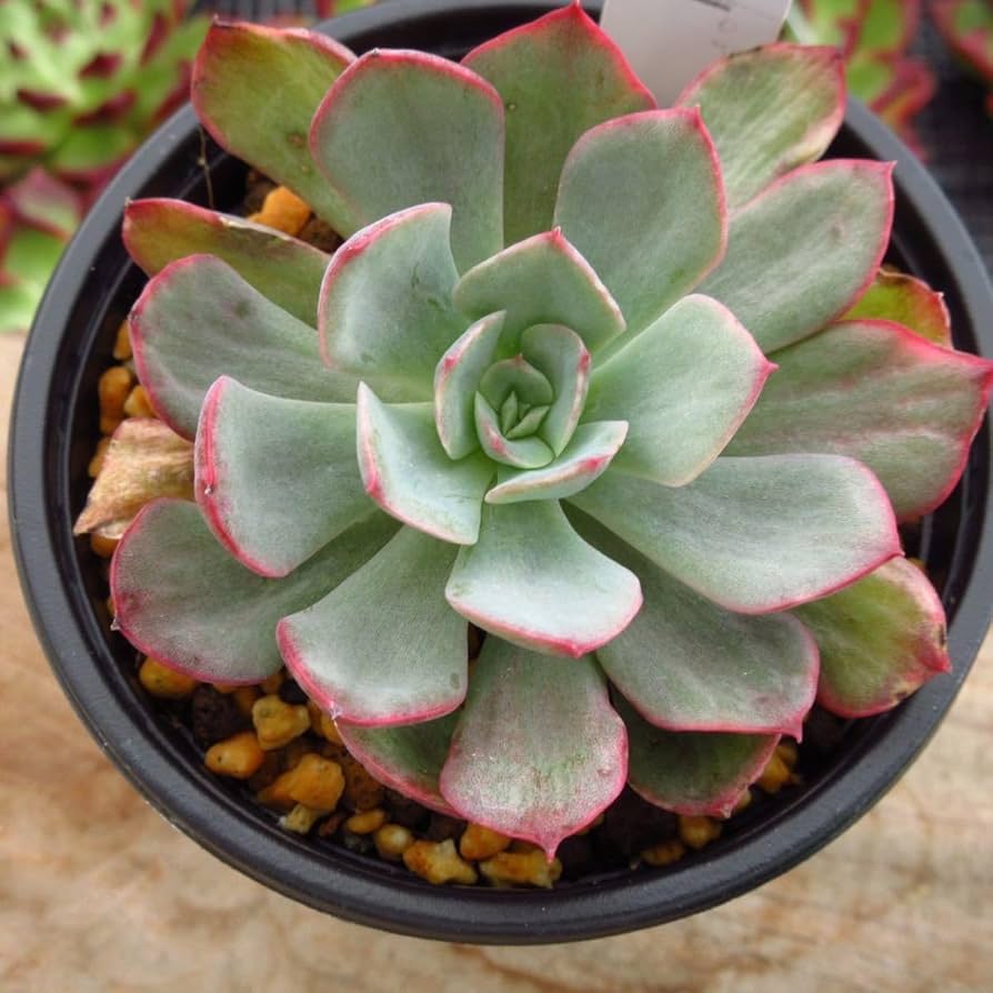 ブルーエット錦　エケベリア　多肉植物 ブルーエット錦 エケベリア 多肉植物