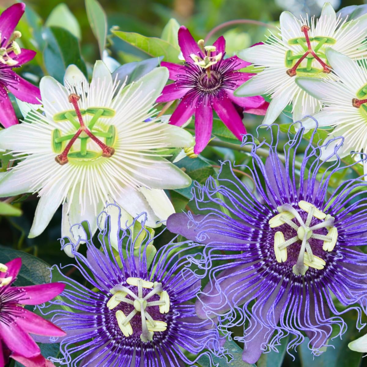 Plant in a Box - Passiflora hybridum - Mélange de 3 - Fruit de la passion - Plante grimpante - Pot 9cm - Hauteur 25-40cm