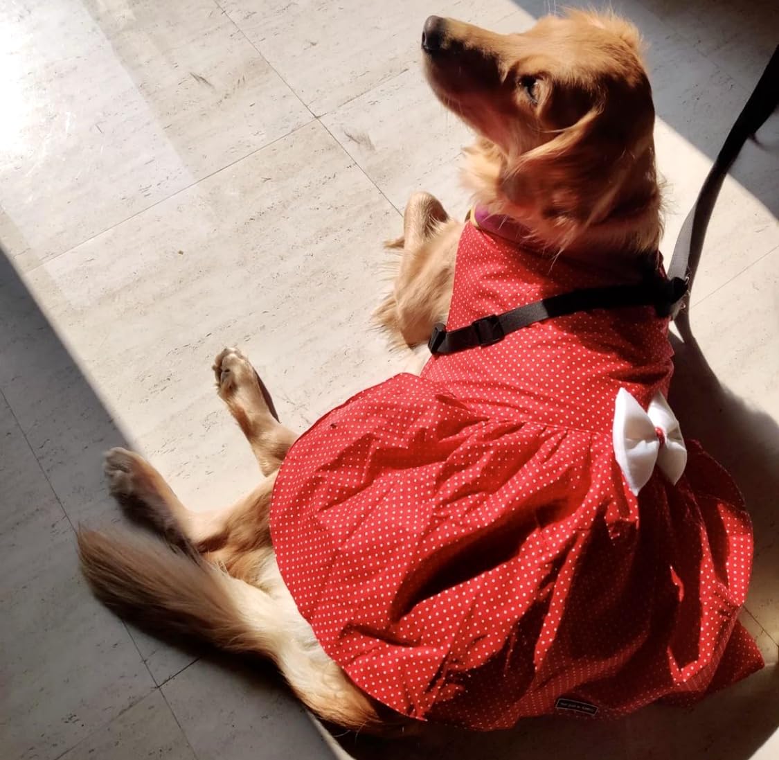 That Dog In Tuxedo Dog Dress Retro Polka Dress Clothes for Dogs/Cats (19), Red, 1 Count 3