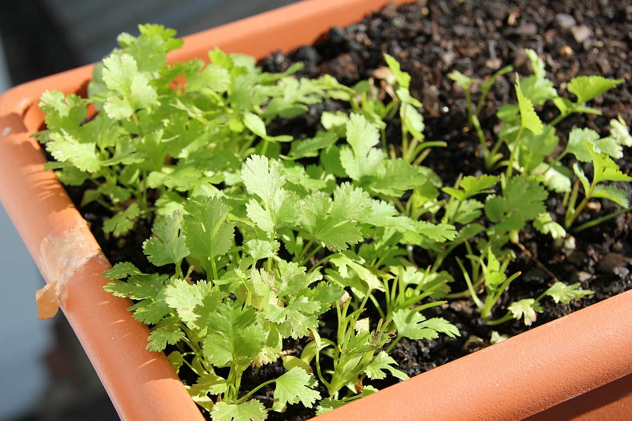 Partia 500 nasion włoskiej pietruszki olbrzymiej - Tradycyjna i bardzo aromatyczna roślina - Niezastąpiona w kuchni - 100% naturalna - Gustowna jakość - Gwarancja kiełkowania - 100% powtarzalności