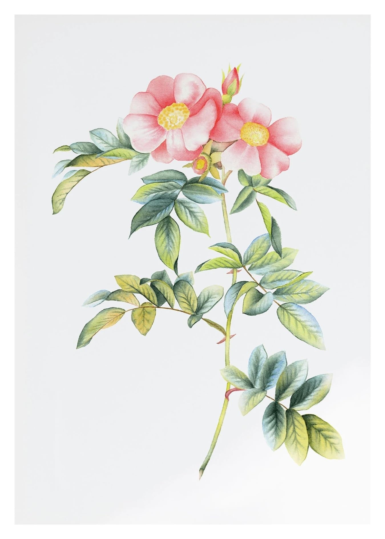 XENITE Wall Art Canvas Prints Watercolor Wildflower Watercolor Botanical Flower Poster Prints Plant Boho Wall Art Canvas Painting Pictures Living Room Decor(A,40X50cm)