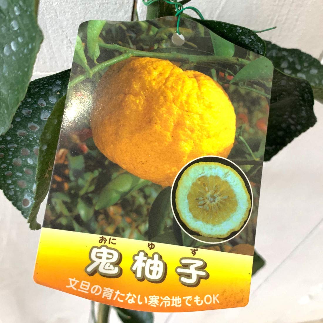 Amazon.co.jp: ゆず 苗木 鬼ユズ 15cmポット苗 鬼ゆず おにゆず ユズ