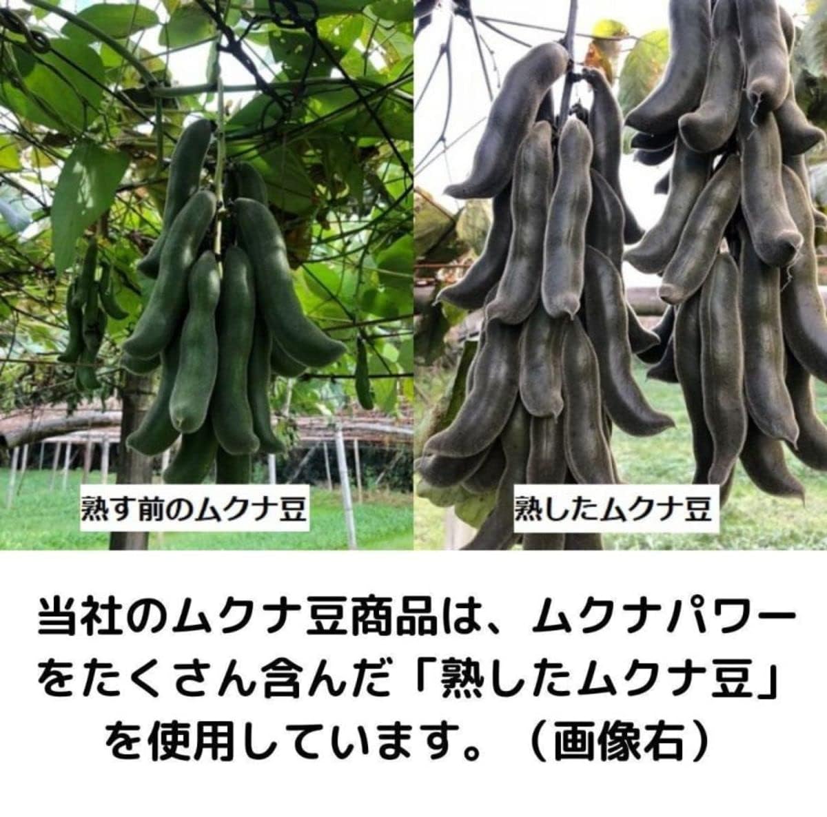 Amazon.co.jp: 黒ムクナ豆L錠剤【敷島屋】ムクナの粒 ムクナ豆1,200mg