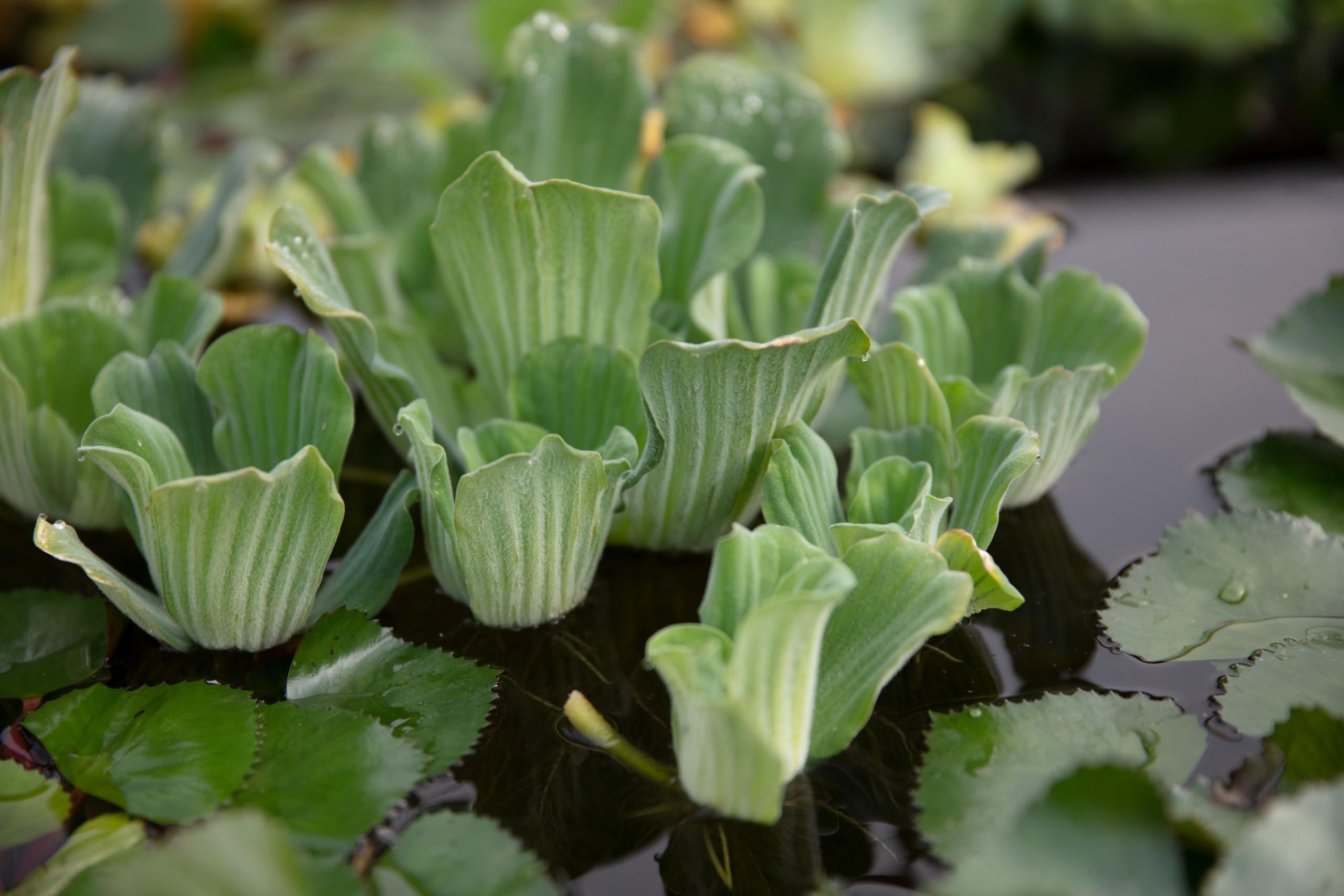 Lincsplants 5 Pieces Large pistia stratiotes for Pond