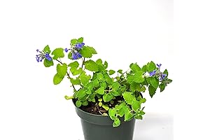 Catmint Plants Live Plants Only