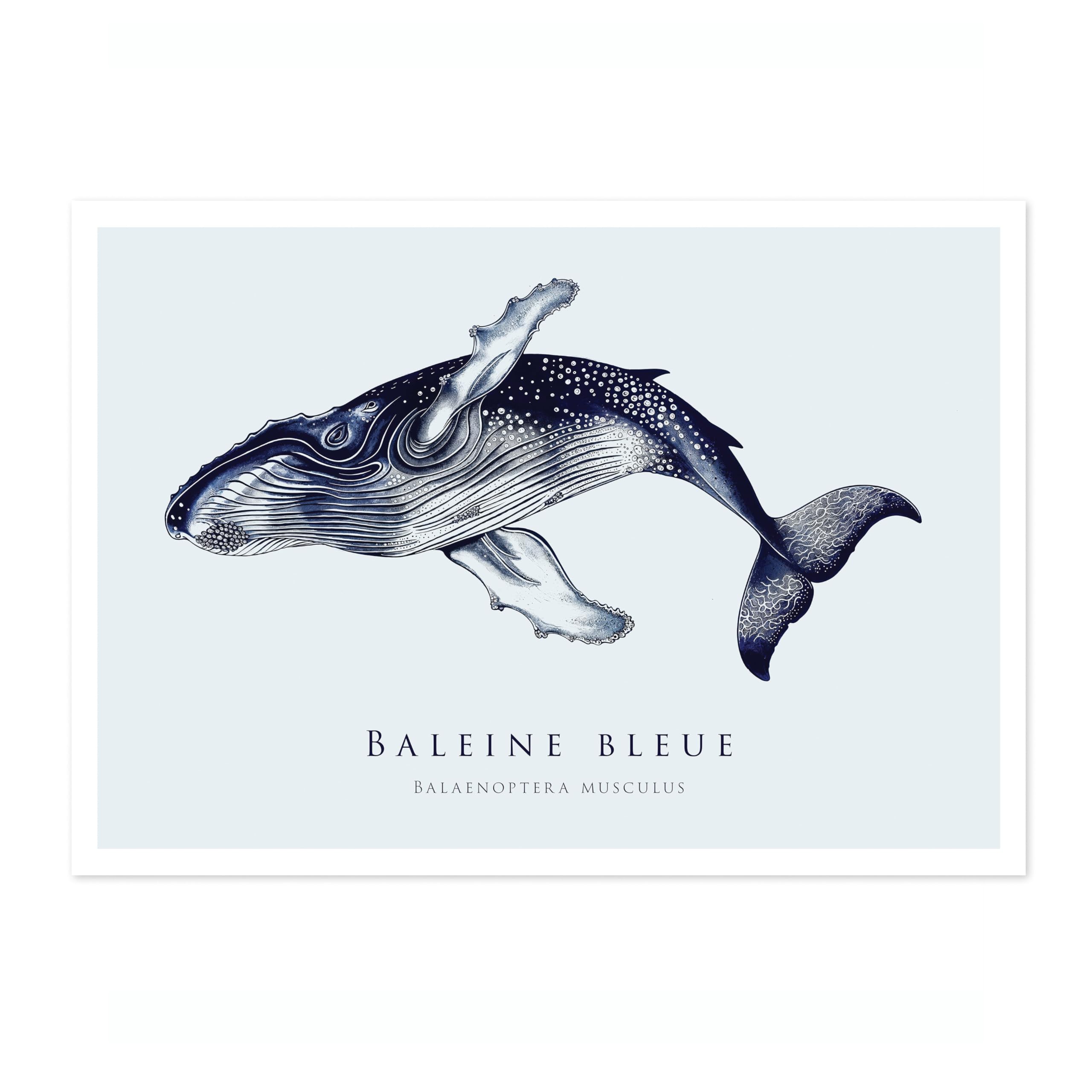 Animato Blue Whale Nautical Exhibition Art Print, Vintage Botanical Prints, Retro Sealife Oceanography Illustration Wall Art Pictures, Nature Bathroom Home Decor, A1 (Print Only) - 84.1x59.4cm โ image 1