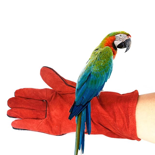 Foto 5 de 8 de Nucelit Guantes antimordeduras para pájaros, de piel, 34 cm de largo, para entrenamiento de loros