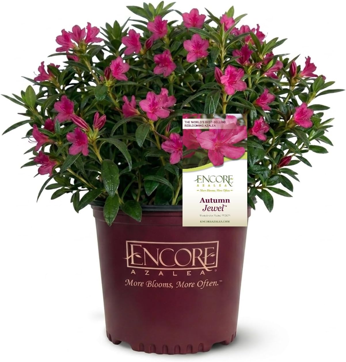 Encore Azalea Autumn Jewel (1 Gallon) Pink Flowering Shrub - Full Sun Live Outdoor Dwarf Plant - Landscaping Hedges, Container or Specimen