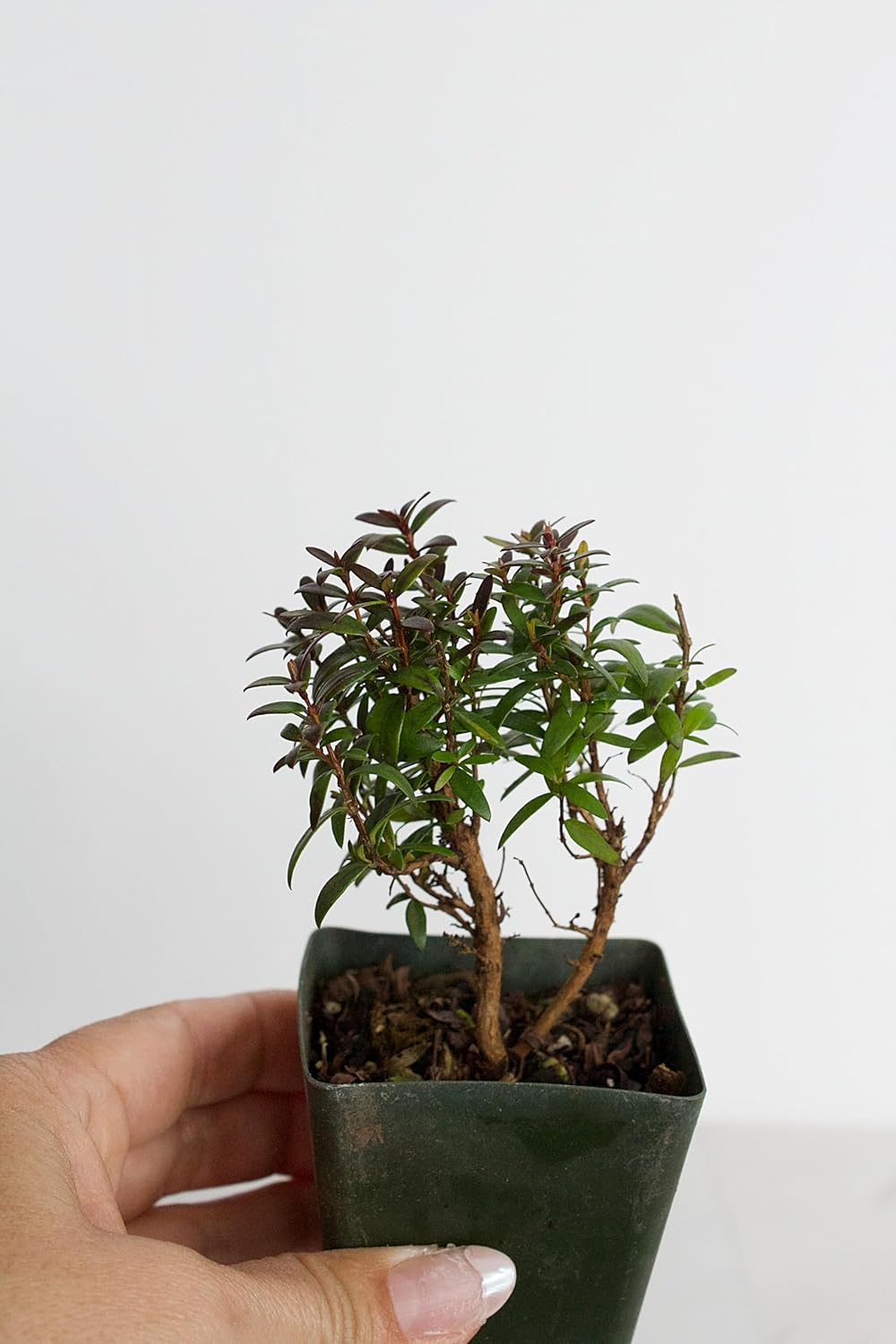 Bonsai Starter Tree Plant Gift Myrtle Compact 2 inch Pot Evergreen Zen Mini Garden