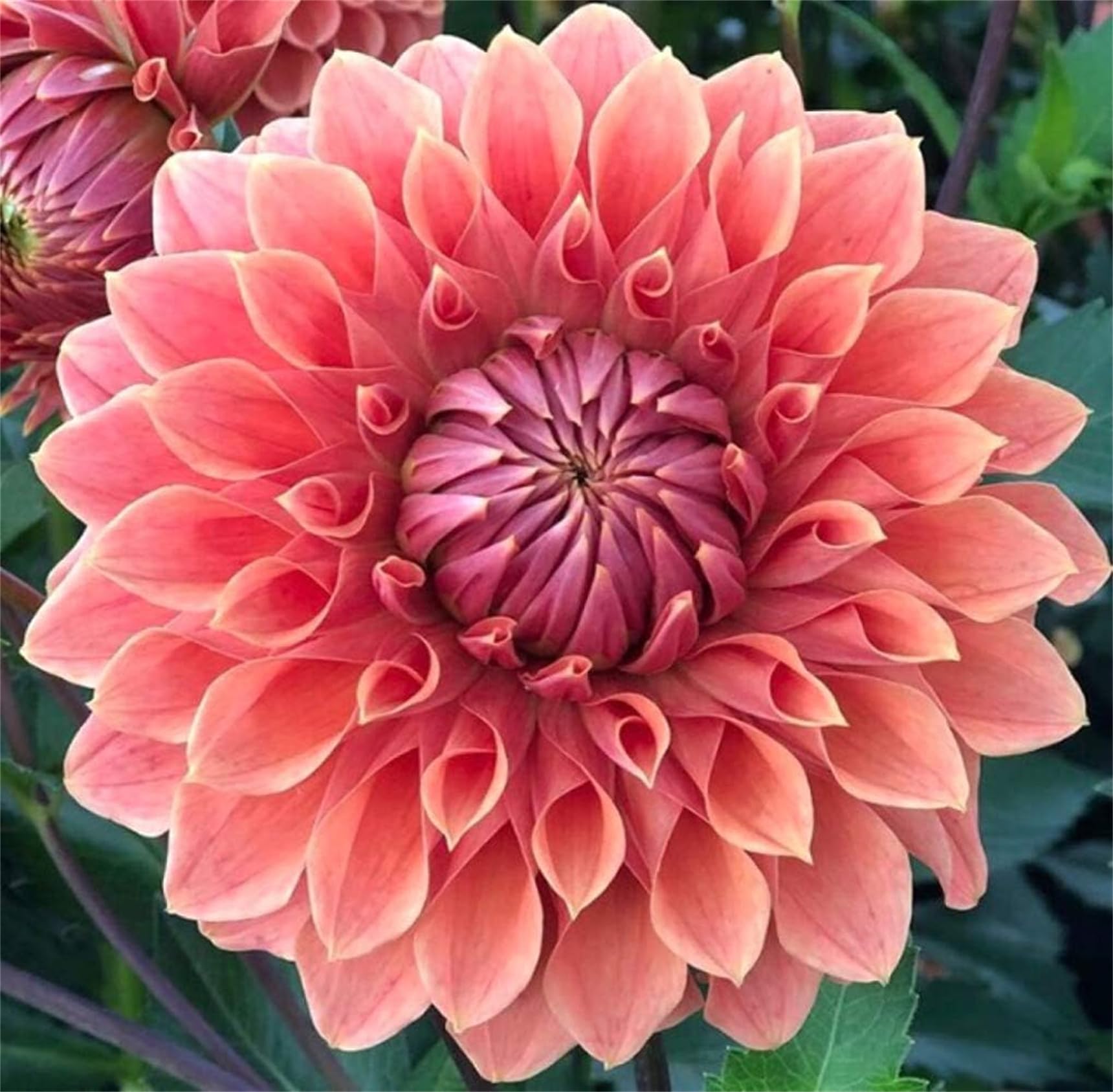 Garden Plant Seed Flower Seed Rare Mix Colors Dahlia Seeds 100 PCS