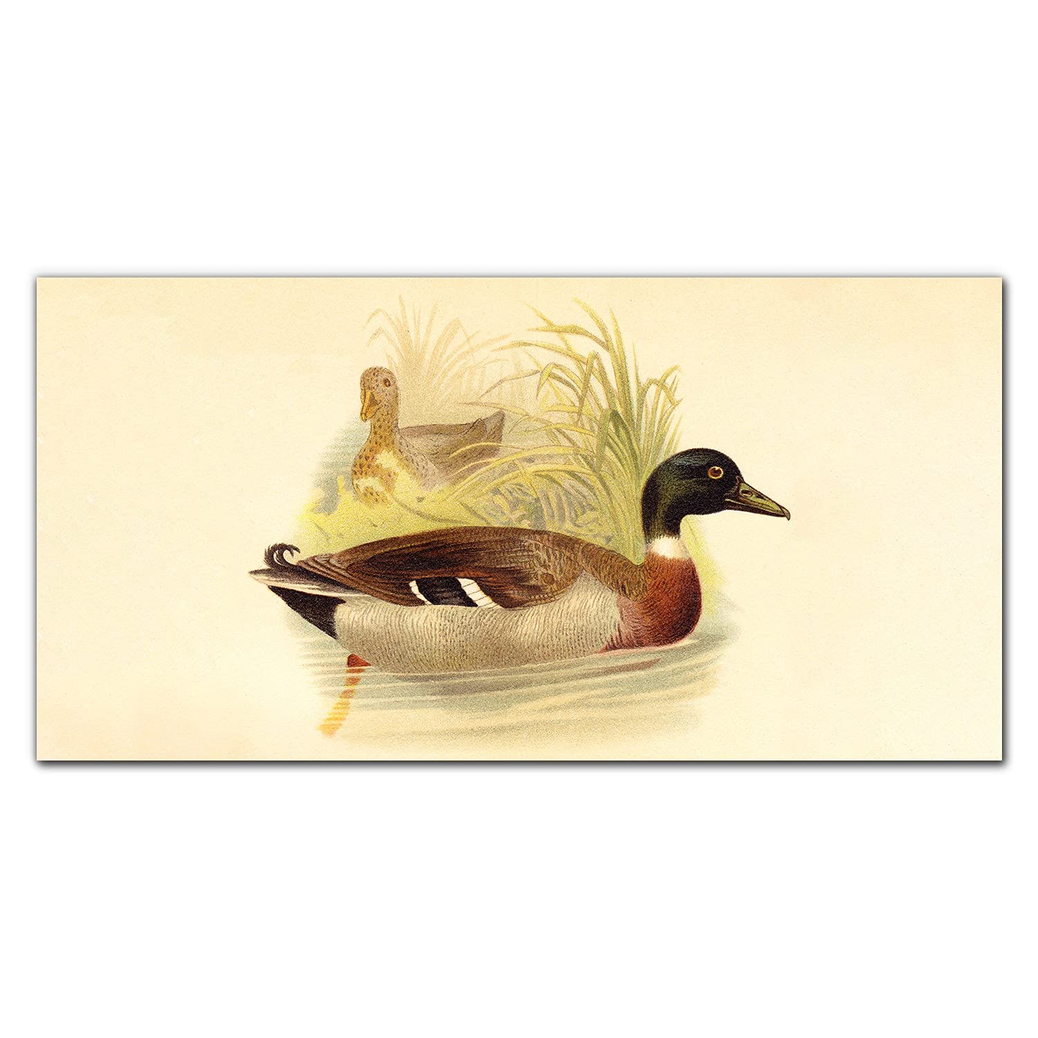 Crédence de cuisine en verre trempé 140x70 anti-taches dosseret adhésif canard