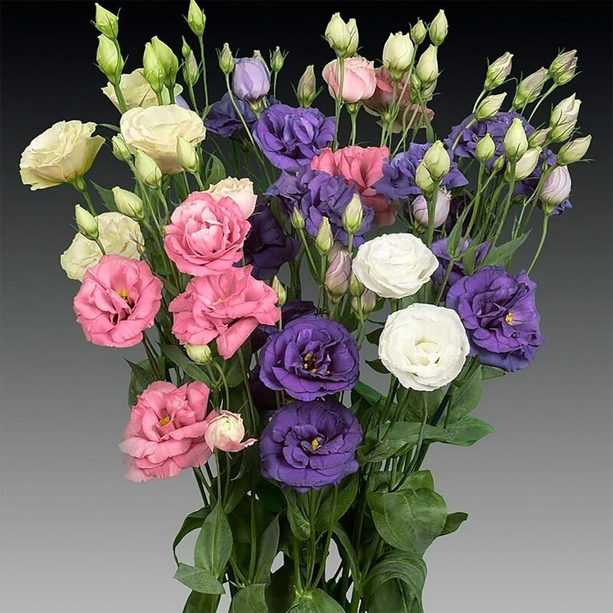 515 Eustoma Samen Winterhart – Dornenlose Rose, Lisianthus Für Innen & Außen, Inklusive Dünger, Mehrfarbig Für Sträuße & Gartendeko