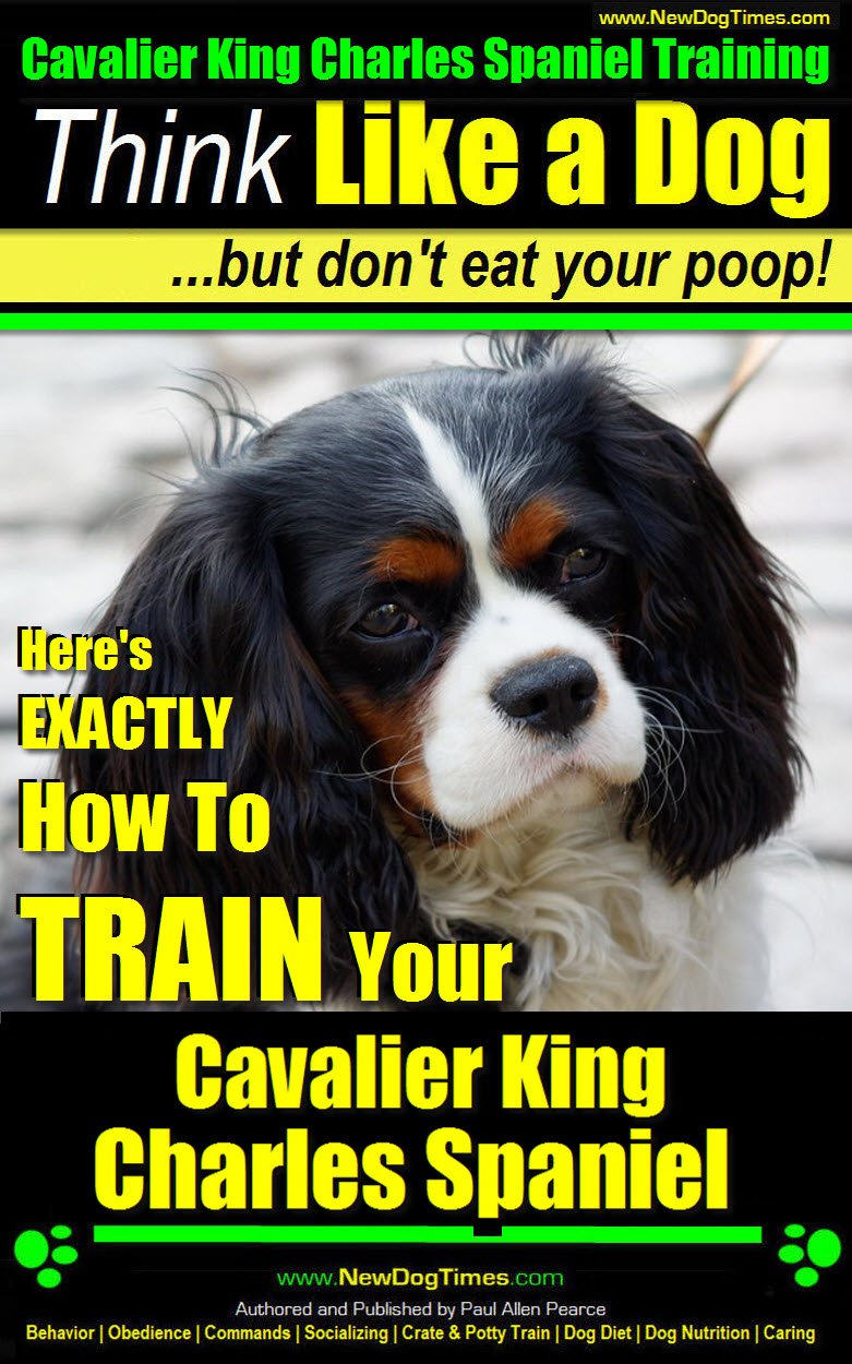 Cavalier King Charles... 2 Cavalier King Charles...
