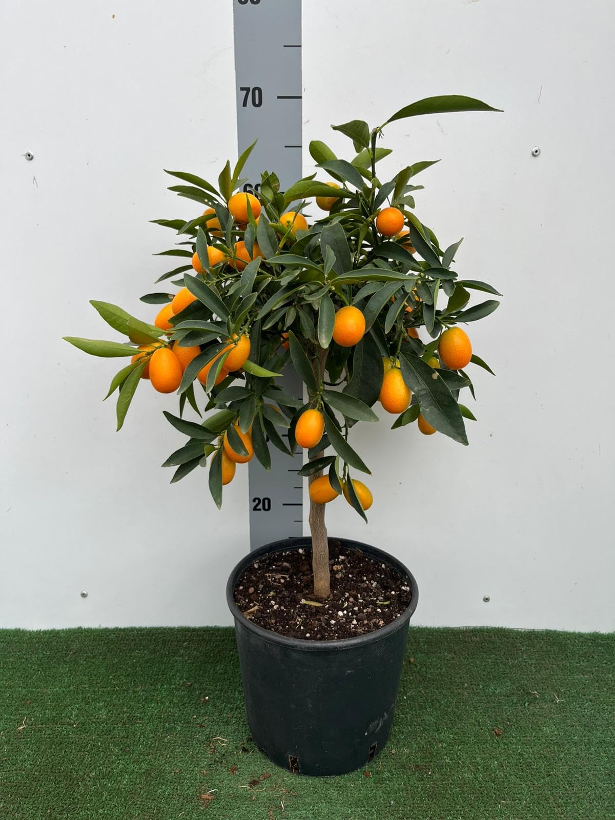 Pianta di Kumquat in Vaso, Albero da Frutto in Vaso da 20 cm