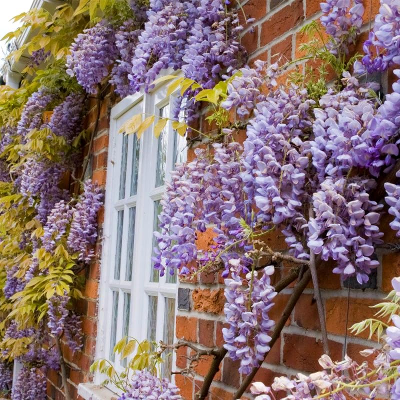 Carbeth Plants 2 x Wisteria Climbing Plant Amethyst Falls in 9cm Pots