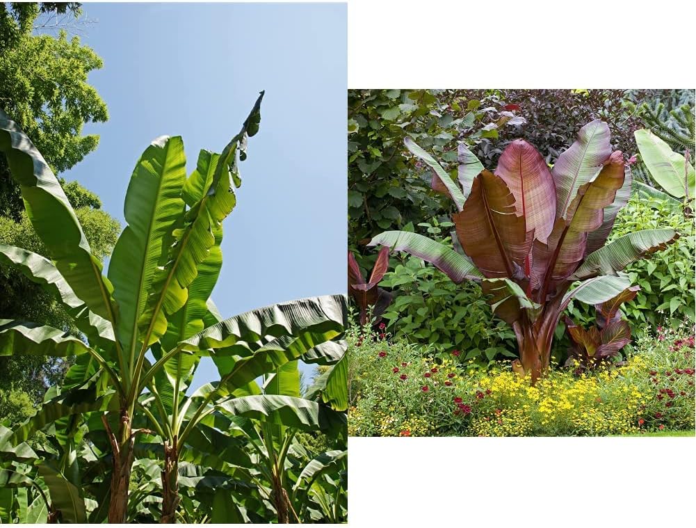 Pair of Hardy Banana Plants (Musa Basjoo) in 12cm Pots & Ensete Red Banana Plant