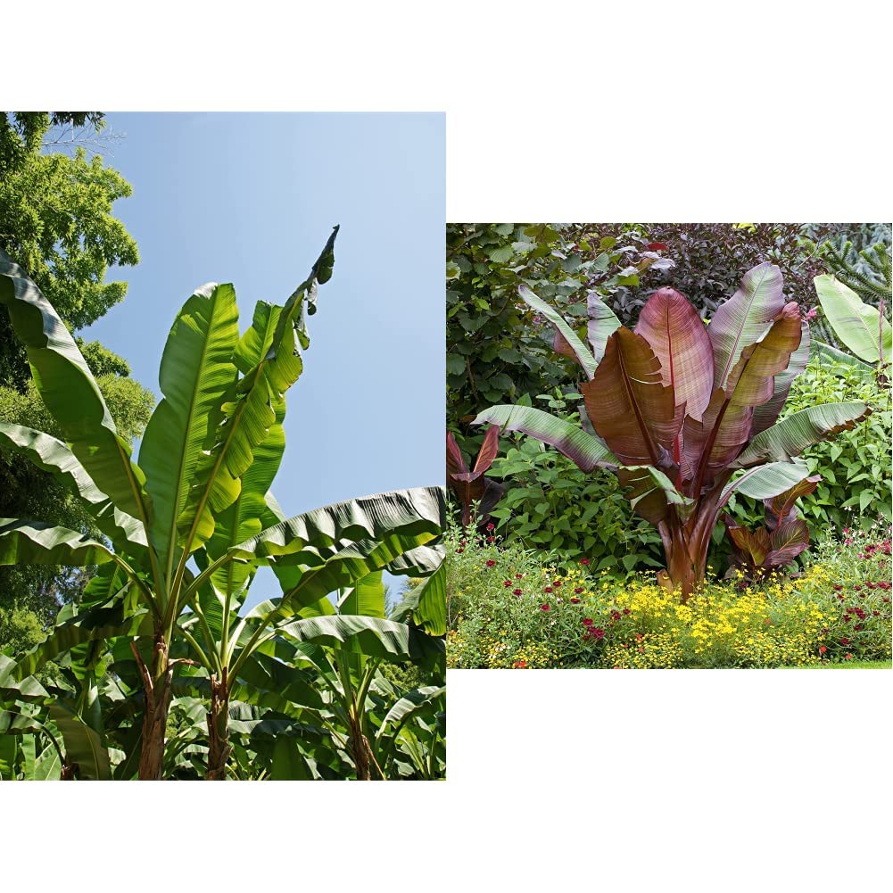 Pair of Hardy Banana Plants (Musa Basjoo) in 12cm Pots & Ensete Red Banana Plant
