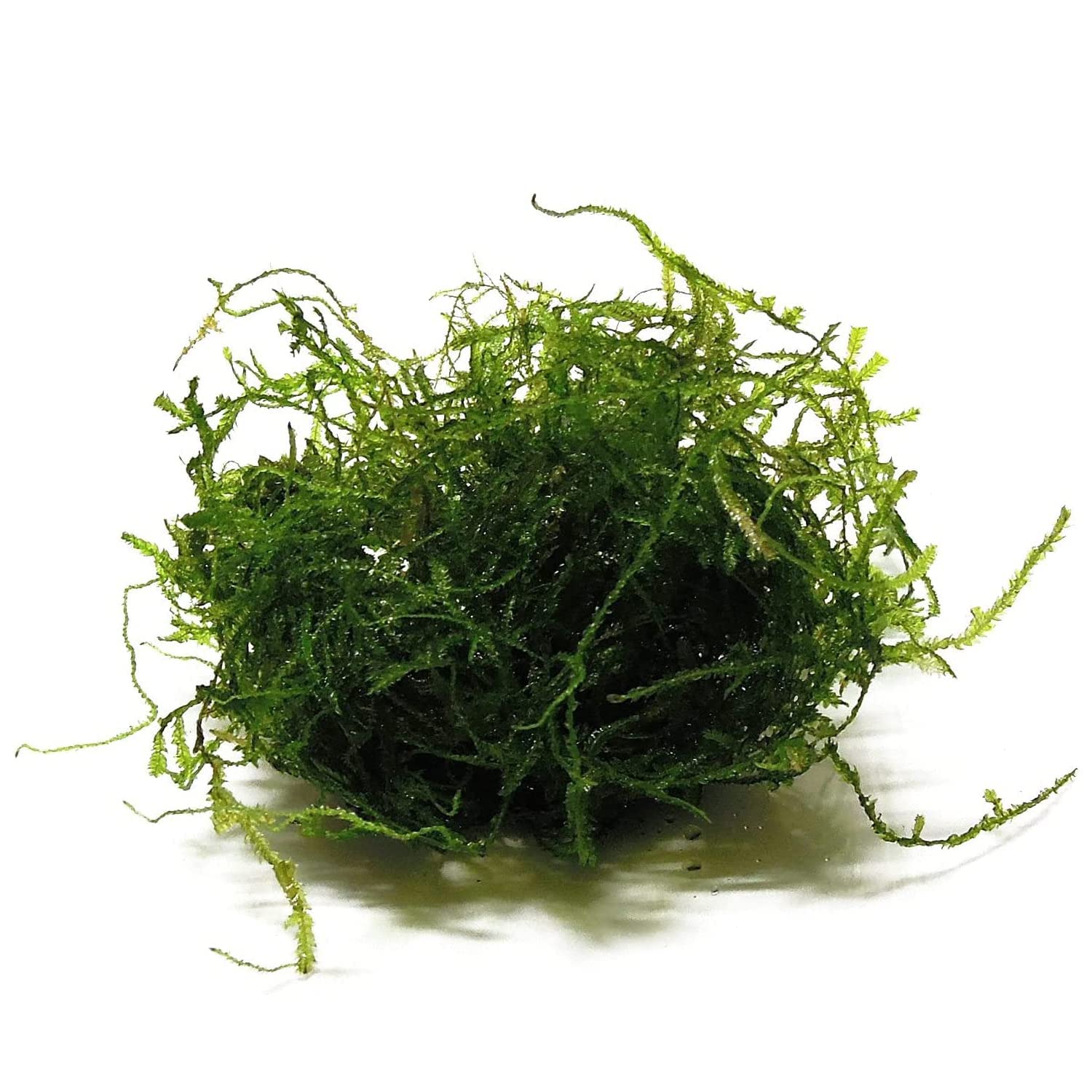 CANTON AQUATICS 5 Pack Java Moss