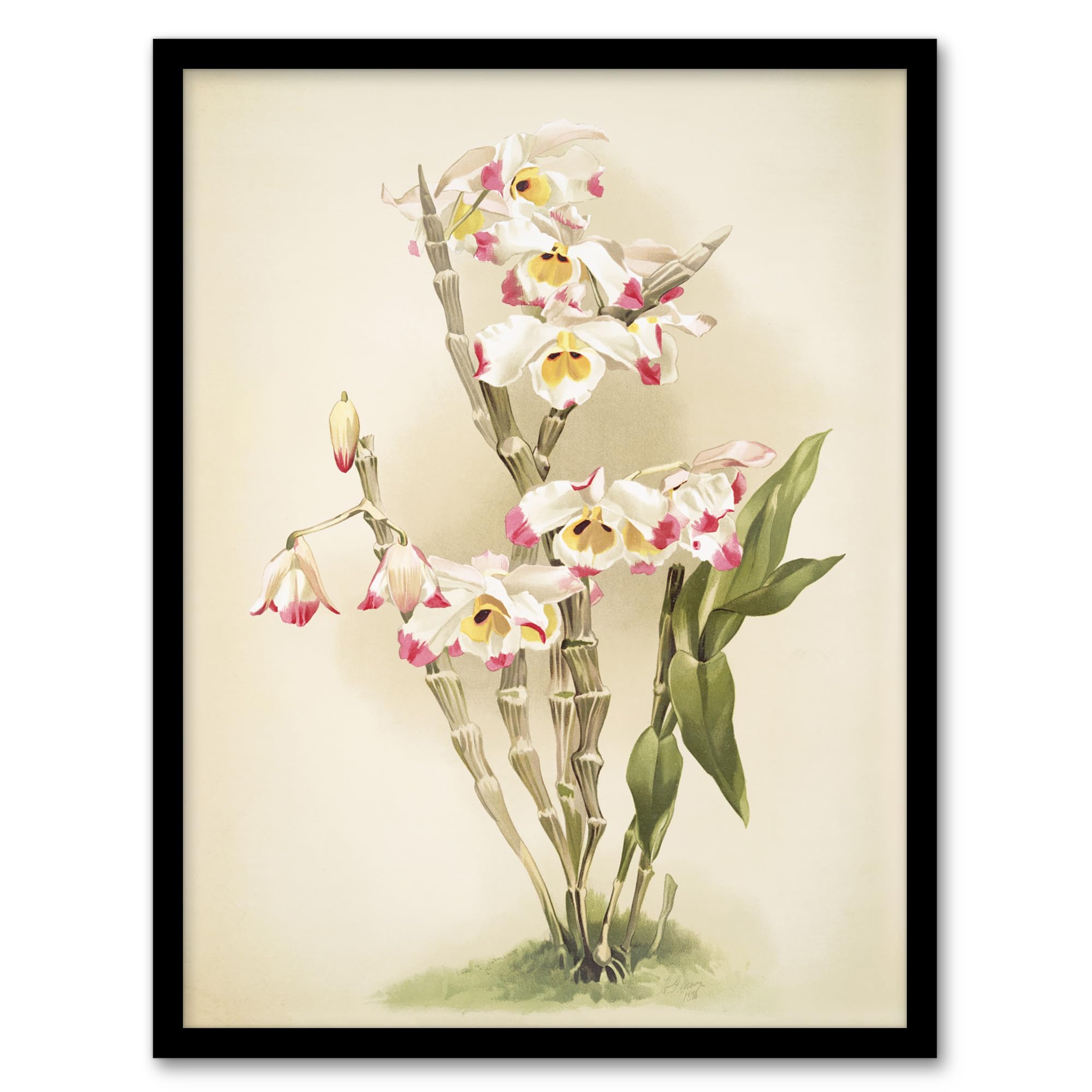 Artery8 Framed Art Print - Orchid Flowers - W12" x H16"