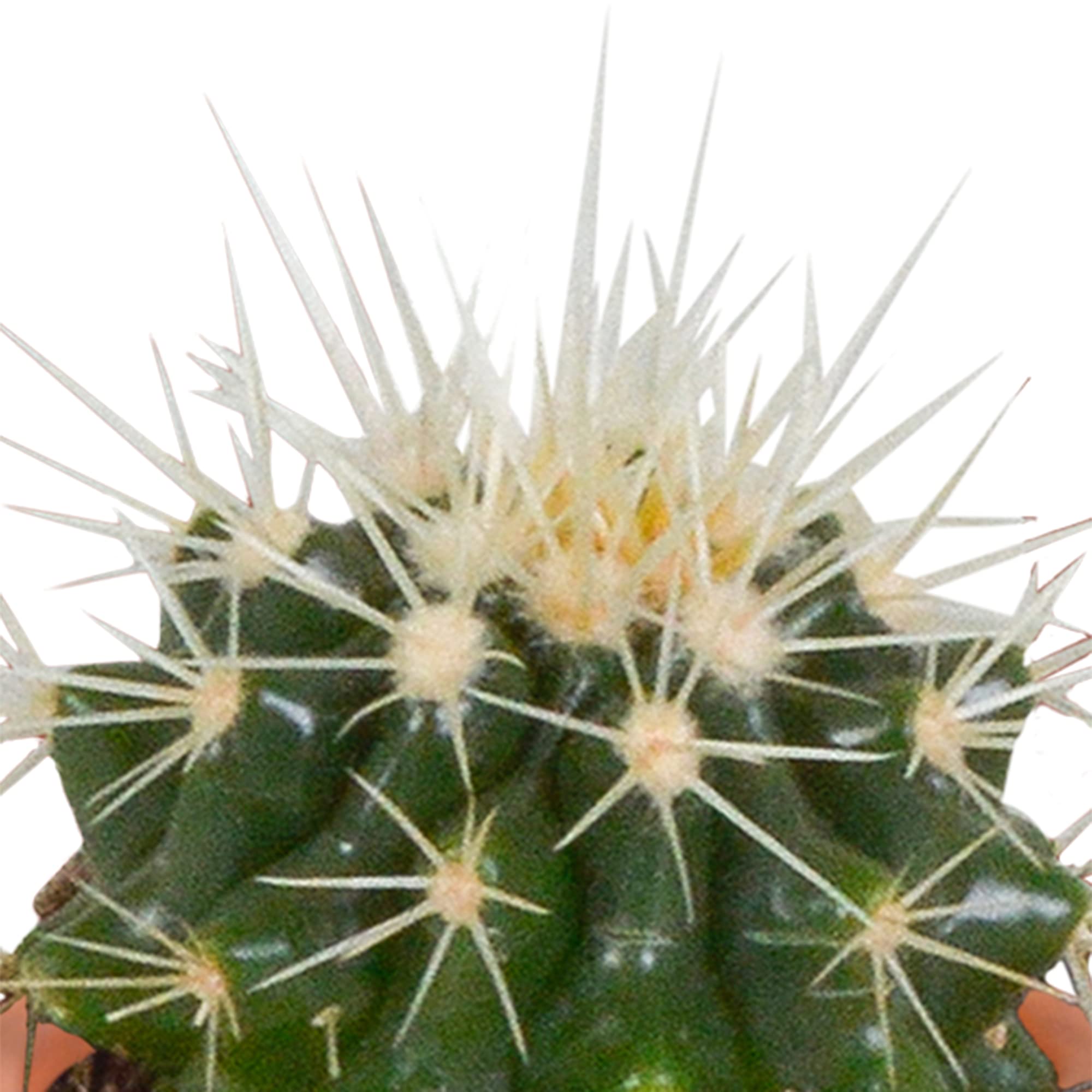 Mix di Cactus e Succulente Vere, da Interno, Assortiti, 5.5 cm, 15 Pezzi
