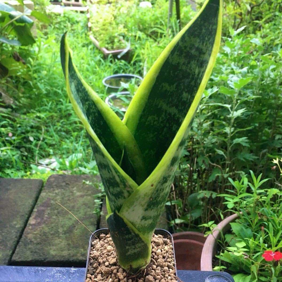 9アロカシア ドラゴンスケール ミント斑入り 2寸ポリポット発送 O9