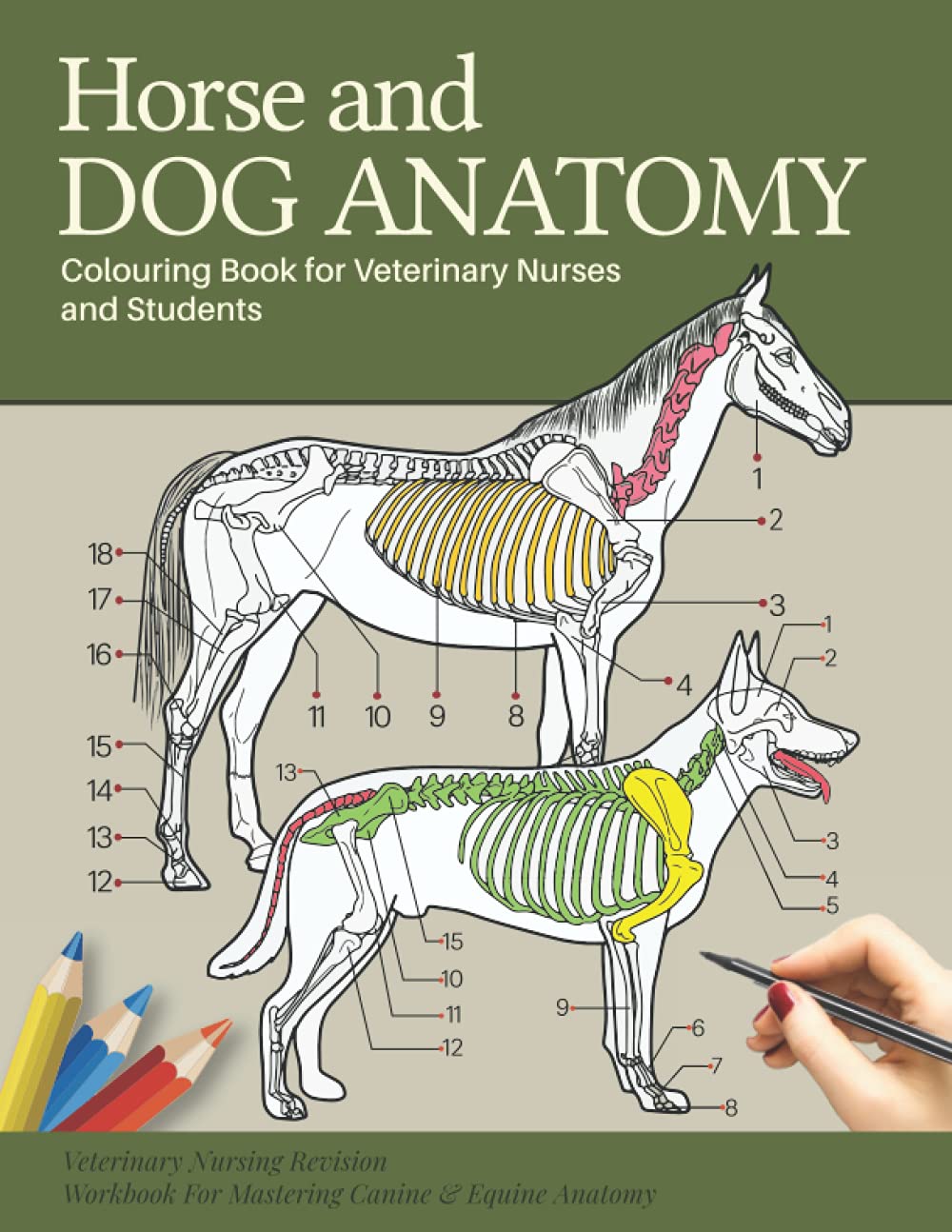 Horse and Dog Anatomy Colouring Book For Veterinary Nurses and Students: Veterinary Nursing Revision Workbook for Mastering Canine & Equine Anatomy: ... Students, Dog, Horse, Equine, Lovers, Girls