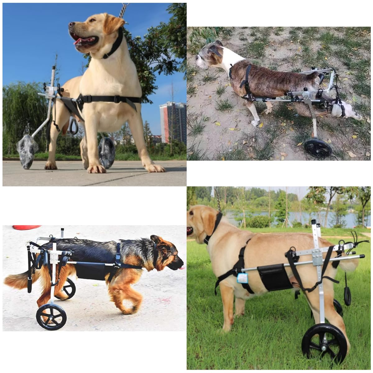 Yinian 2 Ruote Regolabile Cane Gatto Animale Domestico Anziano Carrello di Alimentazione Arti Posteriori Scooter Animale Disabile Reinserimento Carrelli per Cani Grandi(Size:XXL（25-45kg）)
