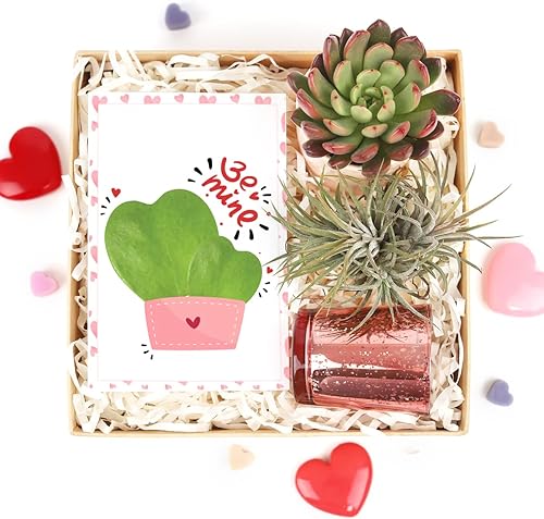 Miniatura 9 de Caja de regalo para el día de San Valentín, 1 planta, 1 suculenta (tarjeta de San Valentín), ideas de caja de regalo de San Valentín, cajas