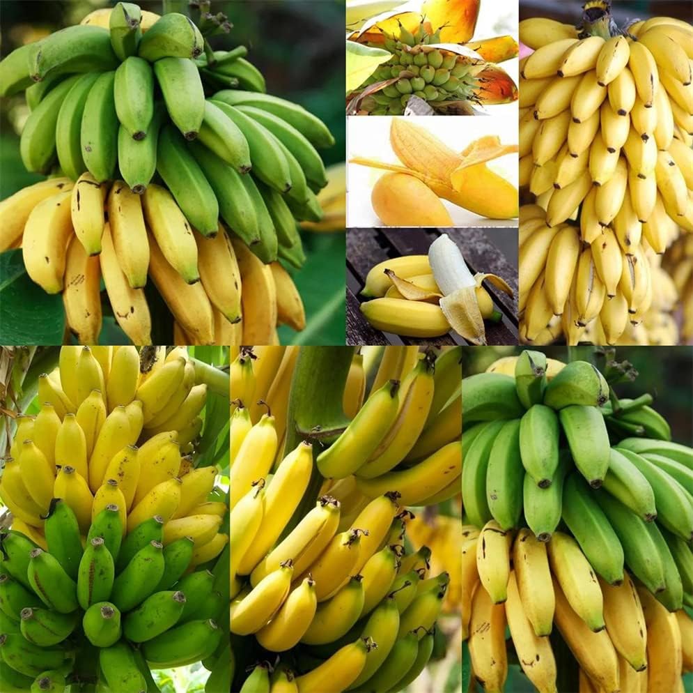 Más de 200 semillas de plátano enano para plantar