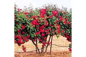 Red Don Juan Climbing Rose Live Plant with Fast Growth, Easy to...