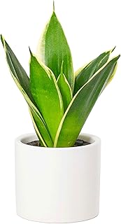 [ miipas ] サンスベリア 観葉植物 ミニ デスク 小さい 鉢 ミニ観葉植物 2号 卓上 かんよう植物 苗 ミニ植物 ミニサイズ ミィパス