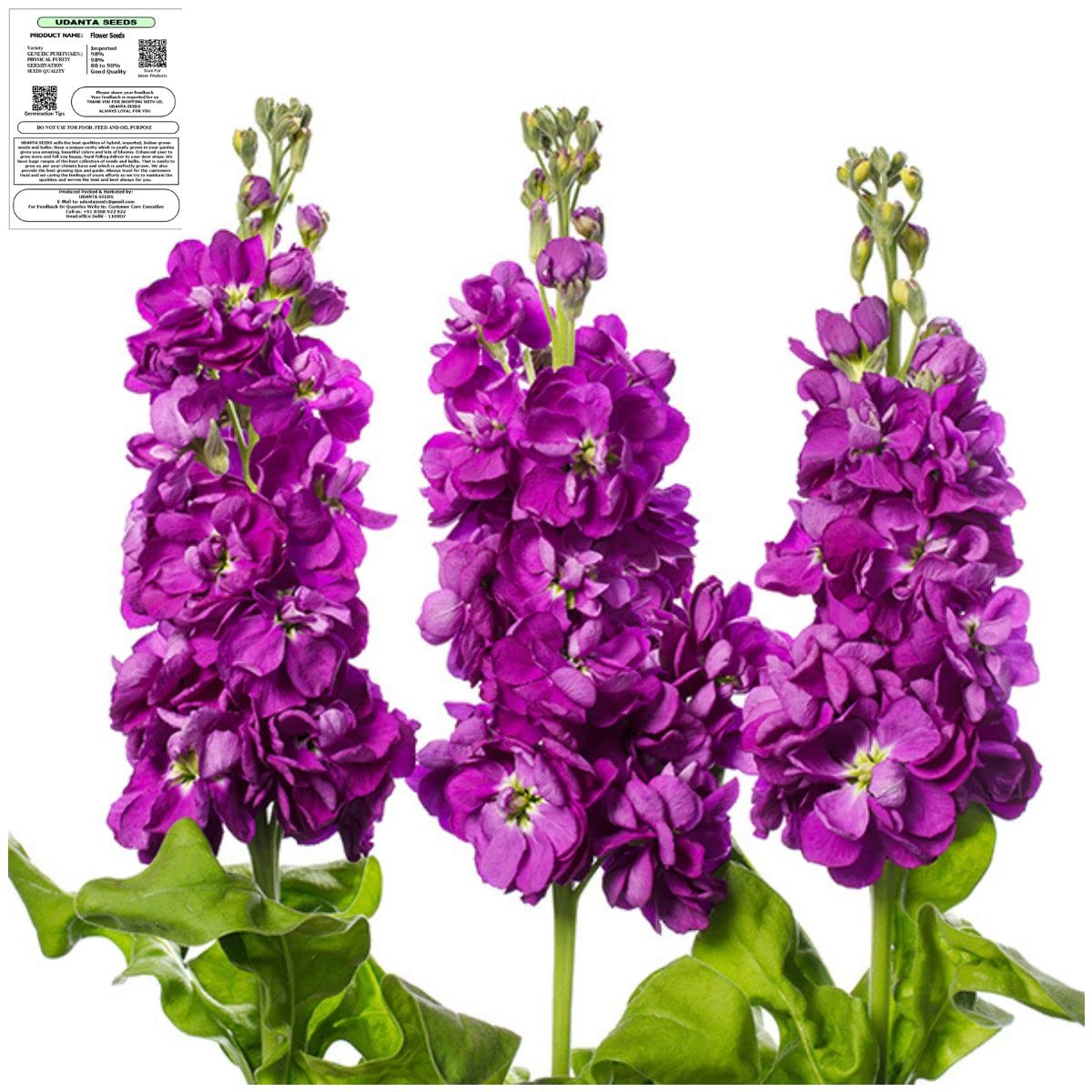Udanta Seeds Hoary Stock Purple Scented Flower Seeds Imported Series - Pack of 50 Seeds (B0BB31DYK6) Amazon Price History, Amazon Price Tracker