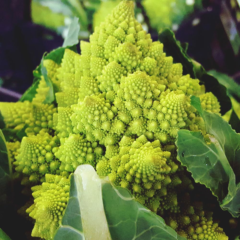 Cauliflower Romanesco Precoce Seeds – Heritage Italian Variety – Early Upright Plants with Spiral Green Heads