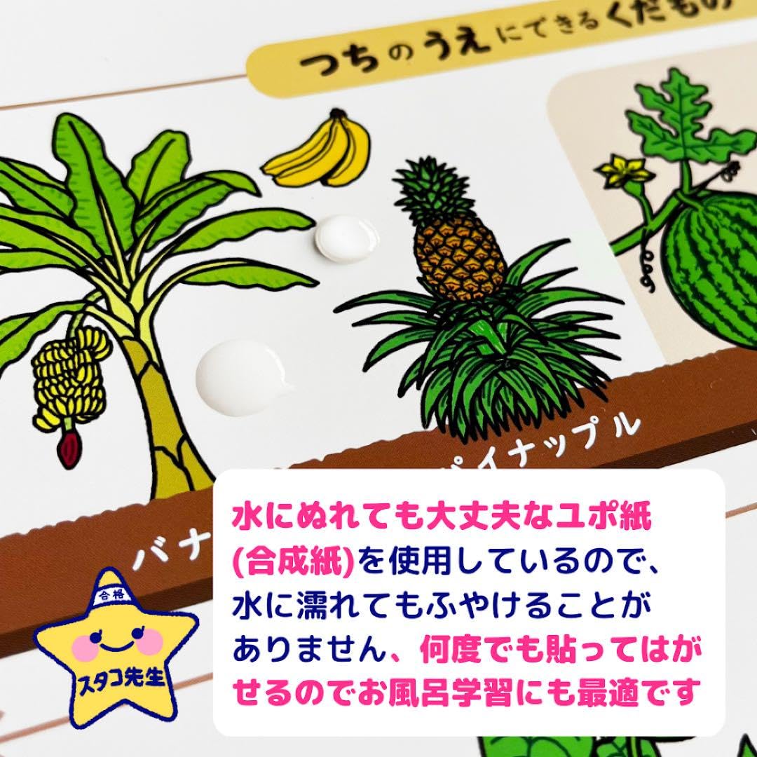 小学校受験 カード お風呂ポスター 季節 動物 野菜 果物 理科的常識 Amazon.co.jp: 小学校受験 お風呂ポスター カード 季節 野菜 果物 理科