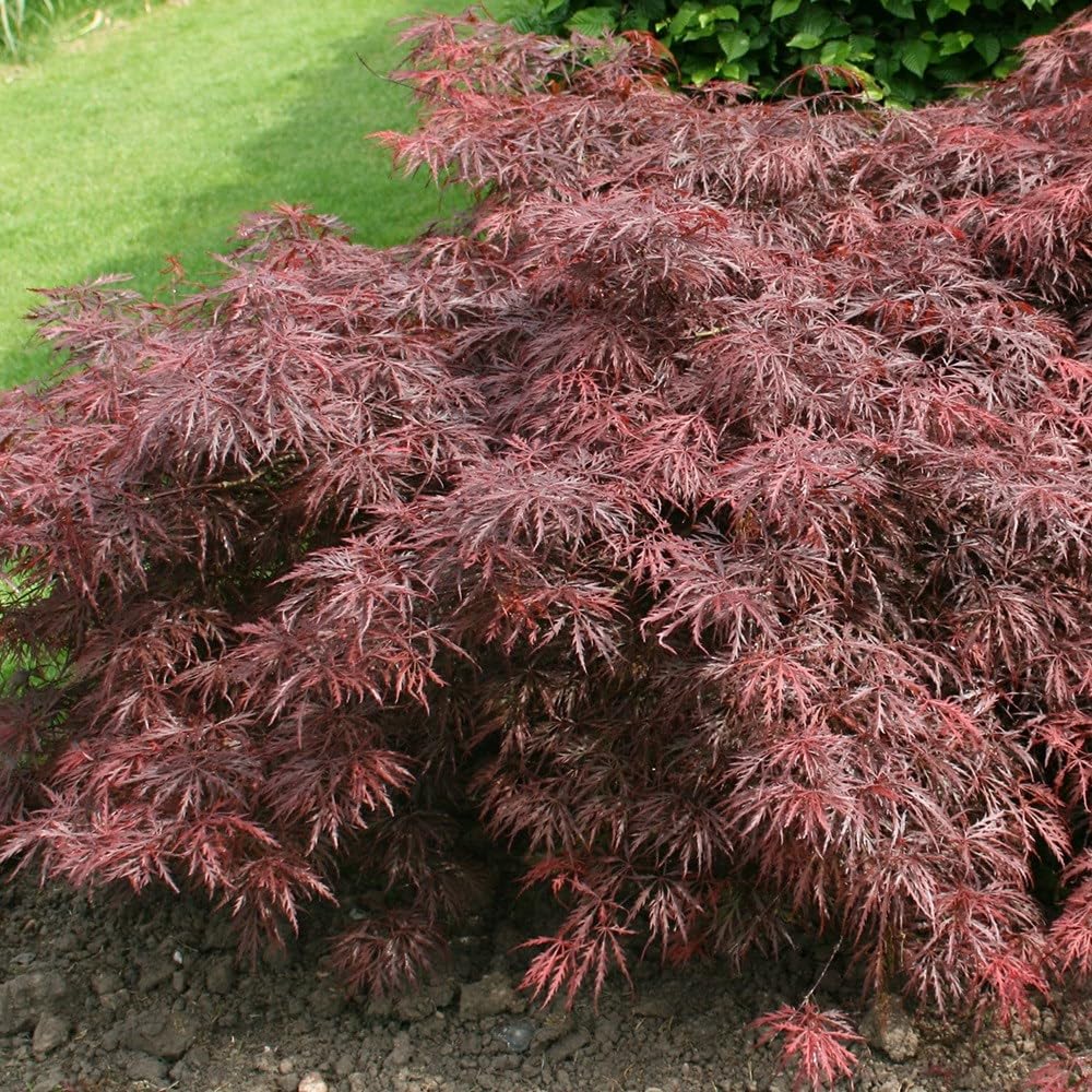 Plant Theory 40cm Grafted Garnet Japanese Maple Acer Palmatum Shrub Plant 3L Pot
