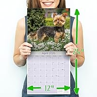 Vista 1385 de Razas de Perros 2017