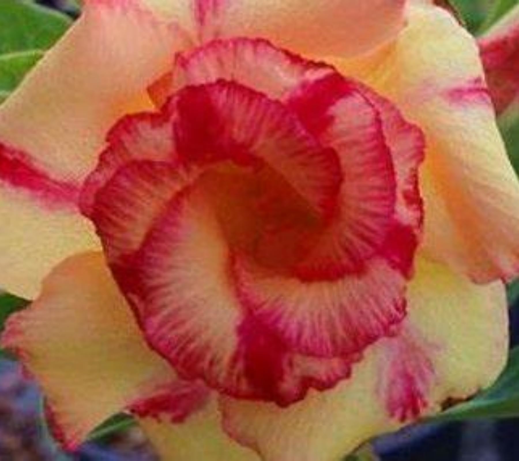 Desert Rose Bulbs.Strong Plants That Grow Well Mix Golden Jade Carving Feels Beautiful-3 Bulbs-B