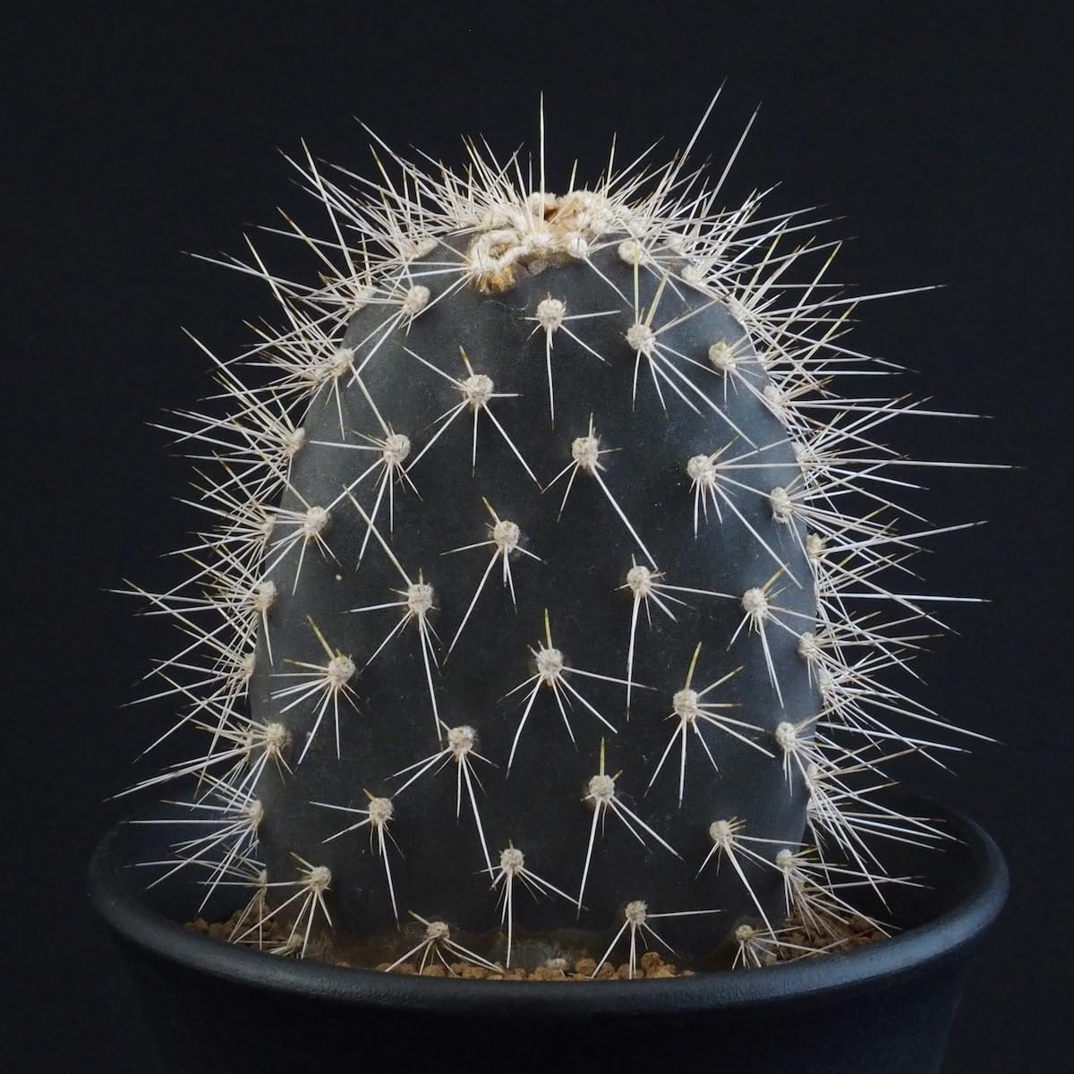 珍し交配miso苗✡️(アルル×ピンウィール)×プリドニス✡️ミソップさん 多肉 珍し交配miso苗✡️(アルル×ピンウィール)×プリドニス✡️ミソップさん