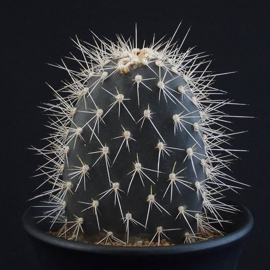 ガラパゴス団扇サボテン(黒肌) Amazon.co.jp: ガラパゴス団扇 黒肌白刺｜サボテン多肉植物