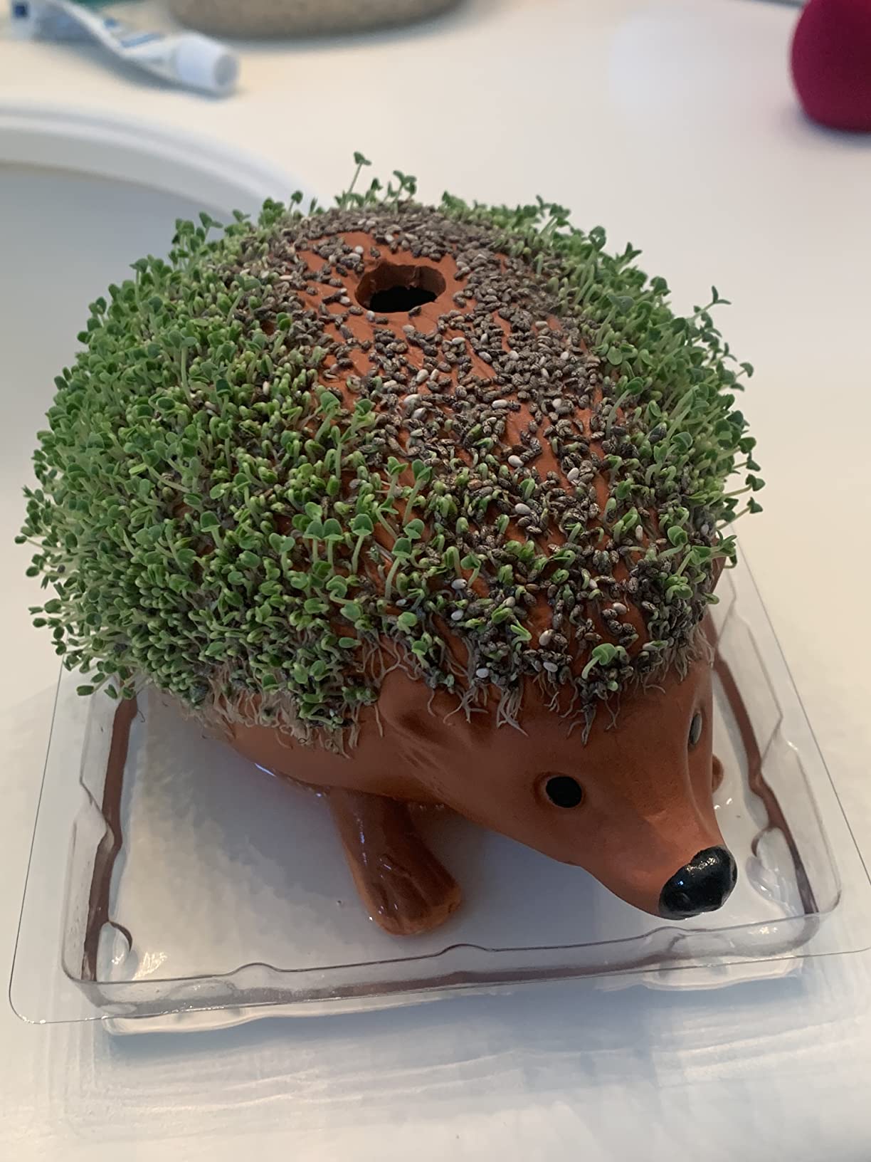 4/mo Finance Chia Pet Hedgehog Decorative Pottery Planter with Seed